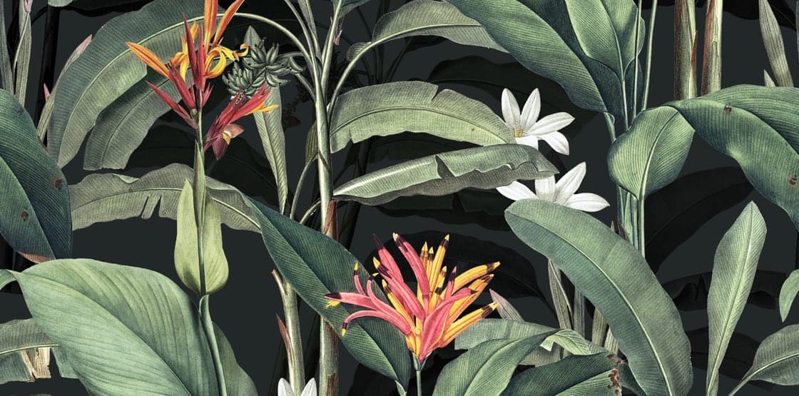 Bangalow Wellness Hub's dark botanical brand artwork.